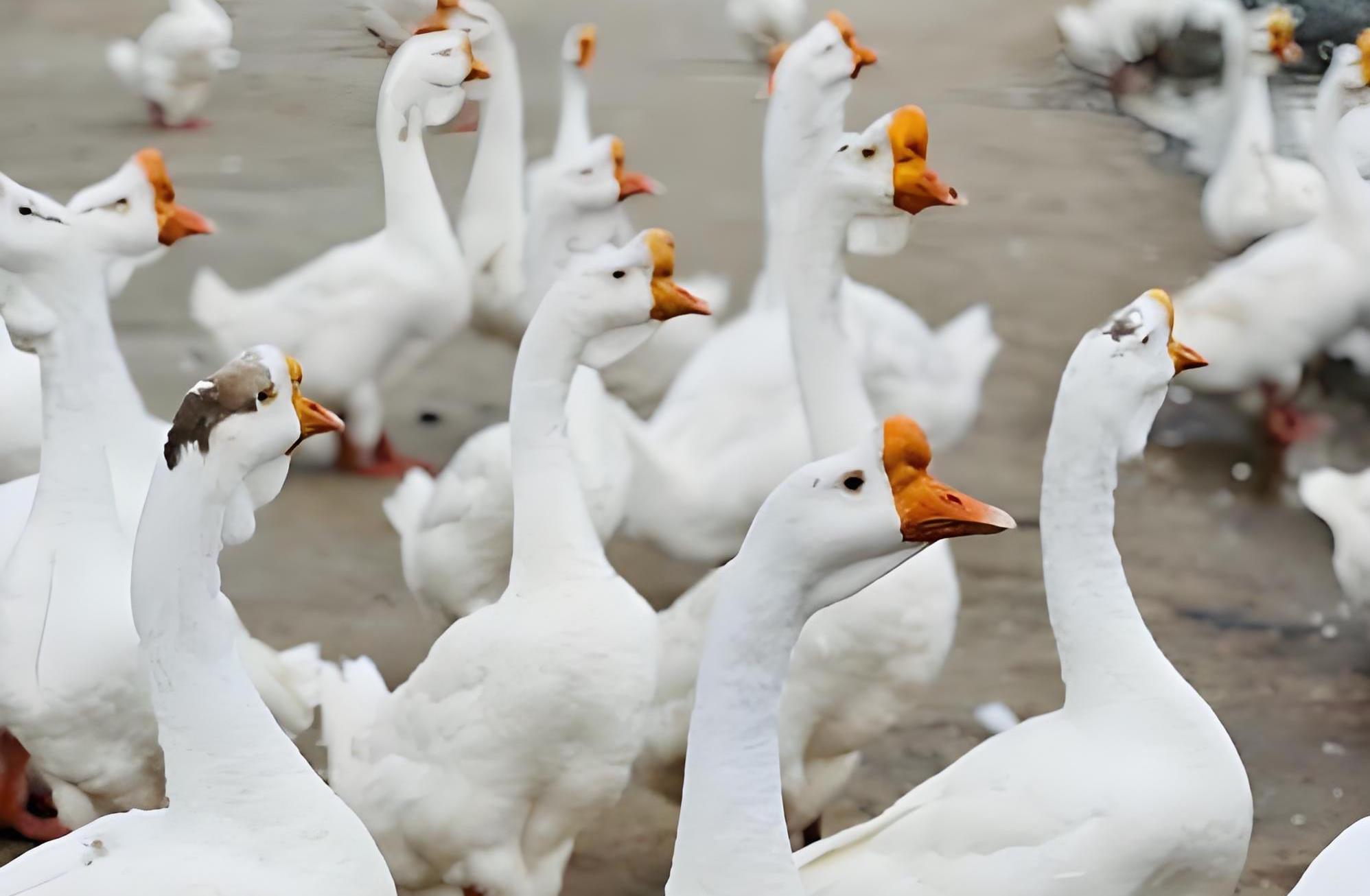 中食民安驱动金寨县大鹅产业升级，打造特色农产品发展新样板